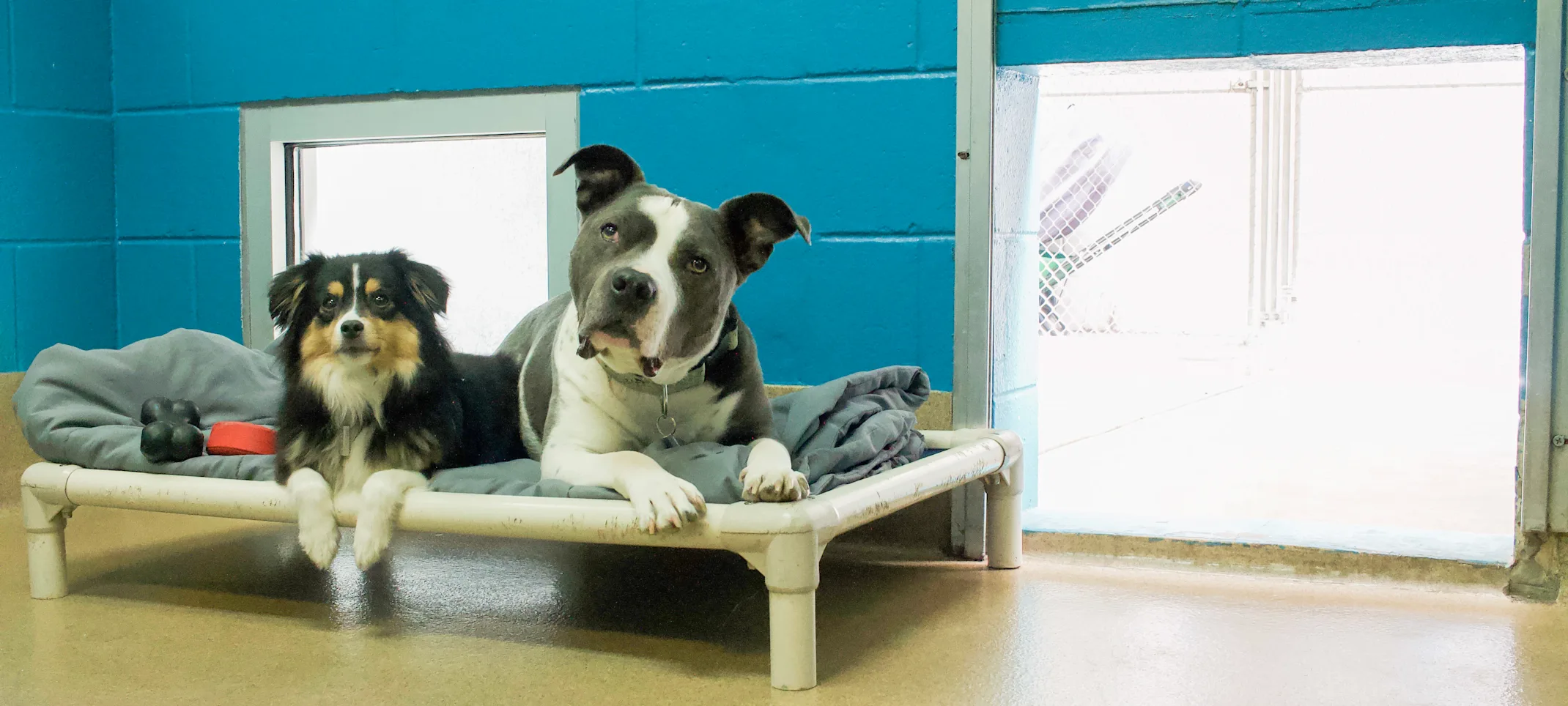 Two Dogs Laying in a Double Resort Two Dogs Laying in a Double Resort