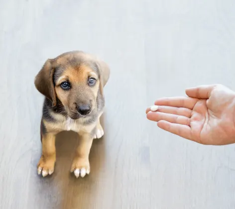 dog being given a pill