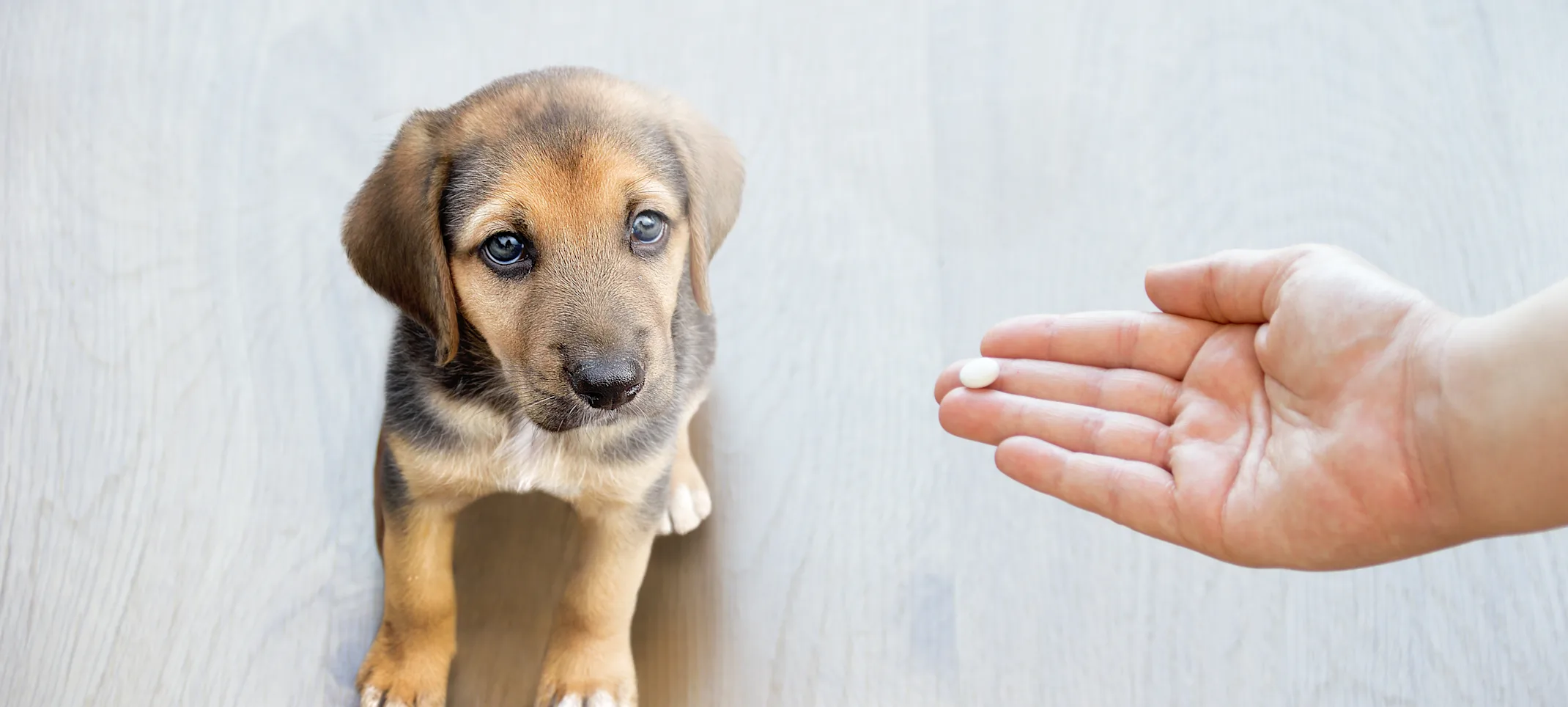 dog being given a pill