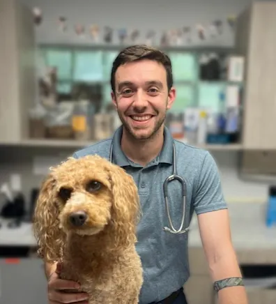 pencil puppy pencil puppy