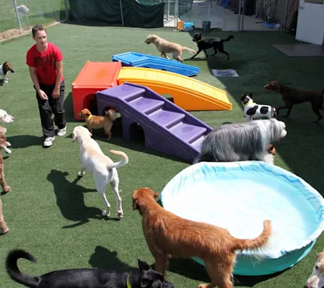 Day Care at the Barkley Pet Hotel & Day Camp Day Care at the Barkley Pet Hotel & Day Camp