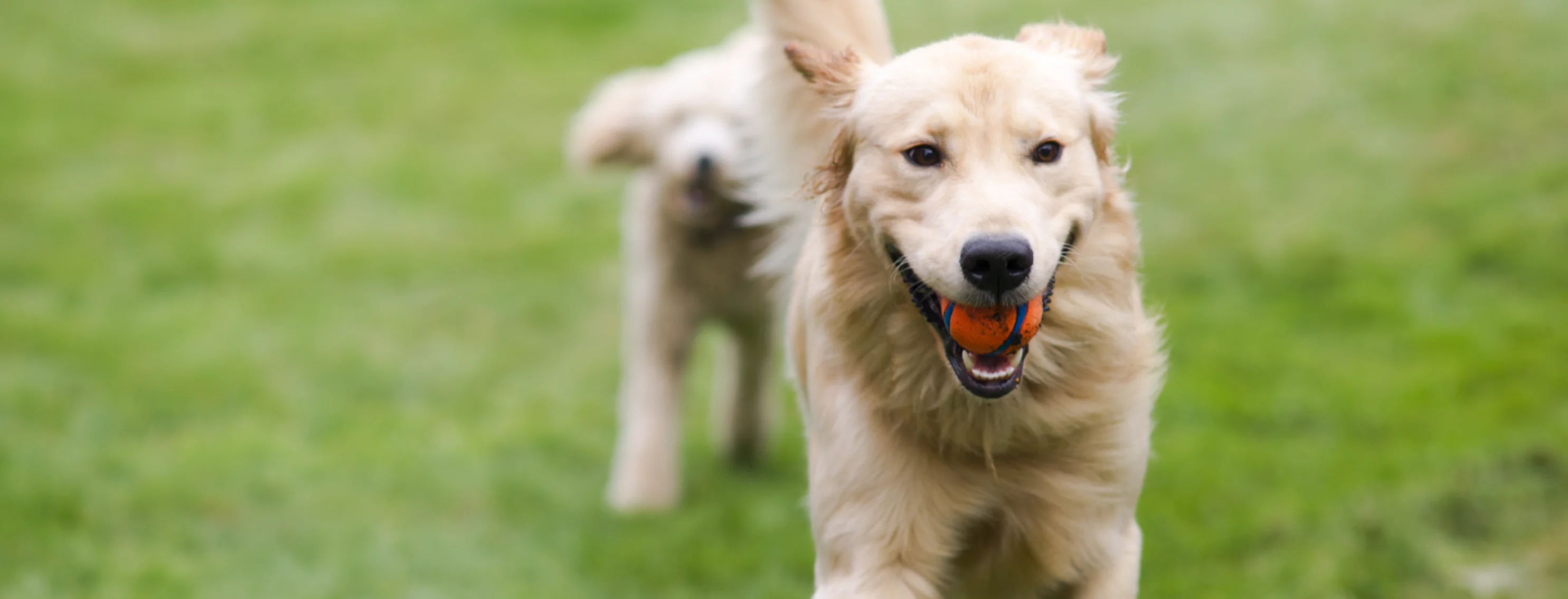 Dog with a ball