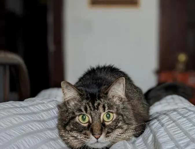 Grey tabby cat named Mycroft Grey tabby cat named Mycroft