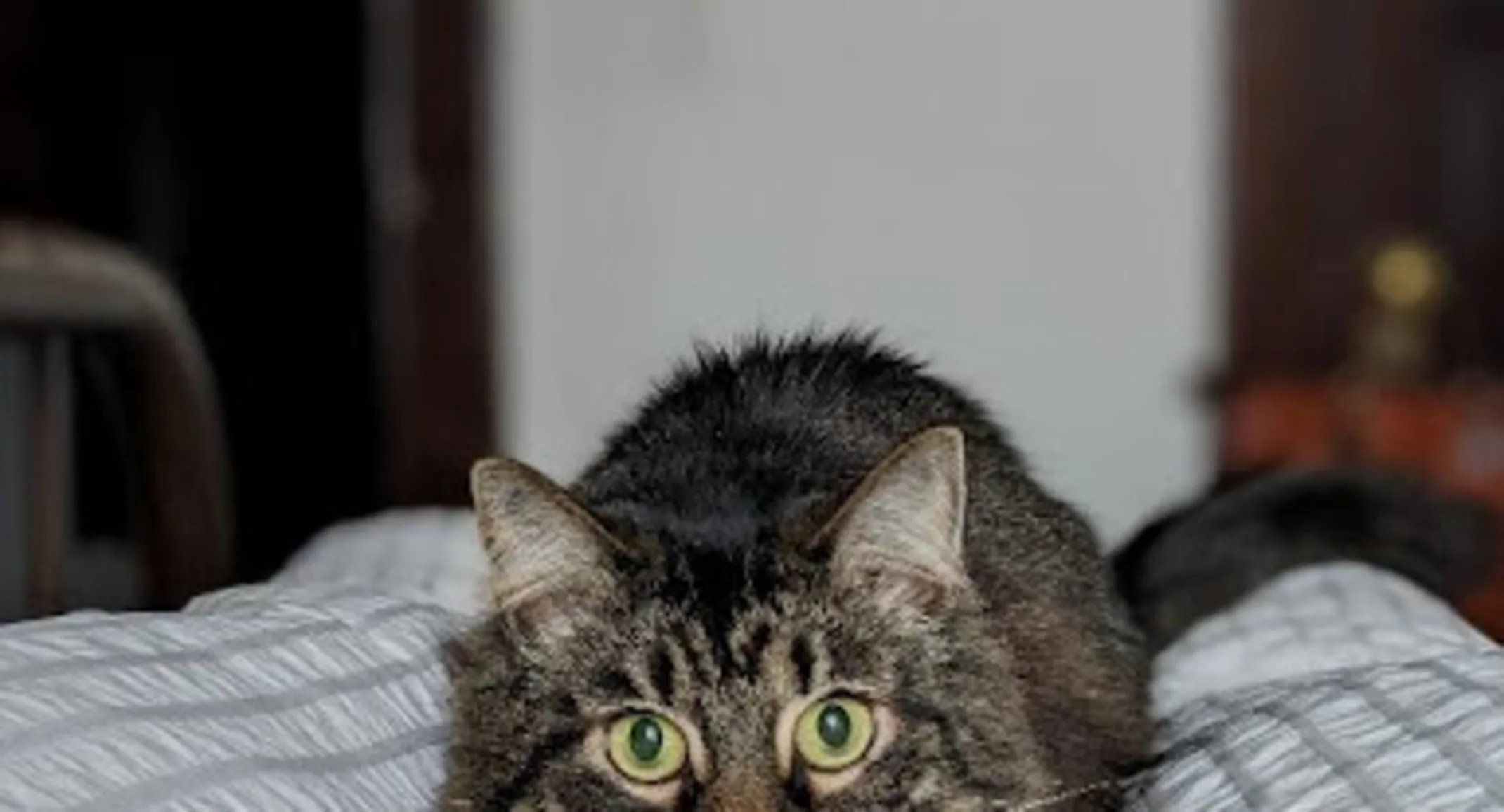 Grey tabby cat named Mycroft Grey tabby cat named Mycroft