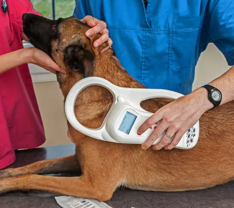 A large brown dog at the vet being microchipped A large brown dog at the vet being microchipped