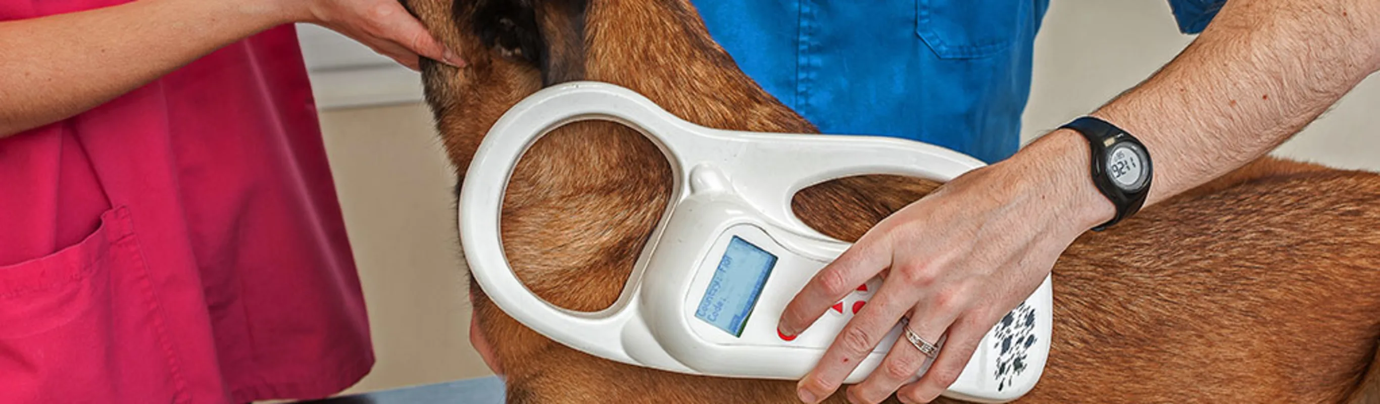 A large brown dog at the vet being microchipped A large brown dog at the vet being microchipped