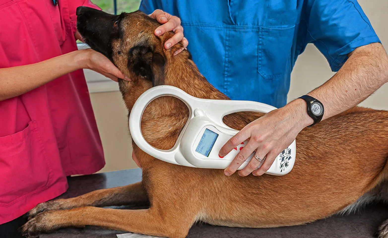 A large brown dog at the vet being microchipped