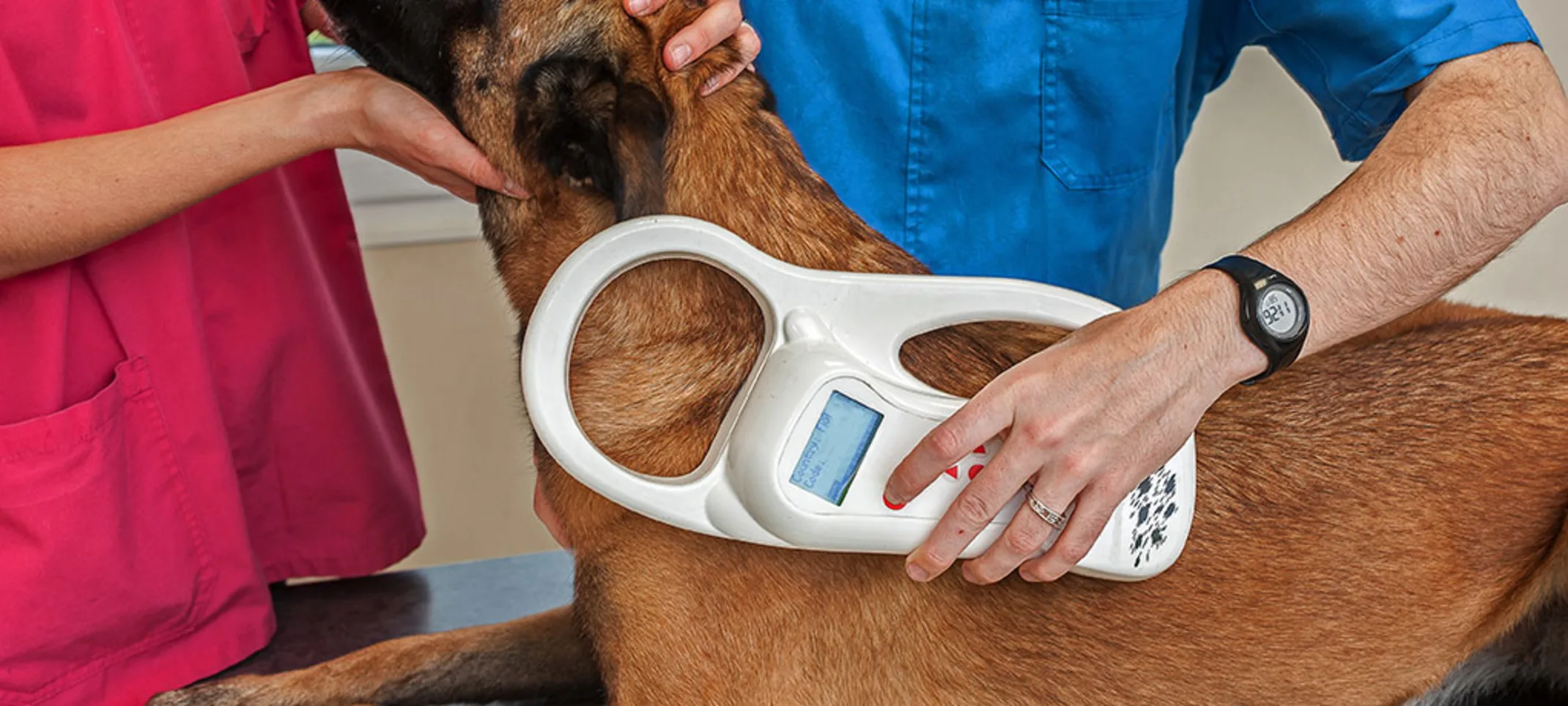 A large brown dog at the vet being microchipped