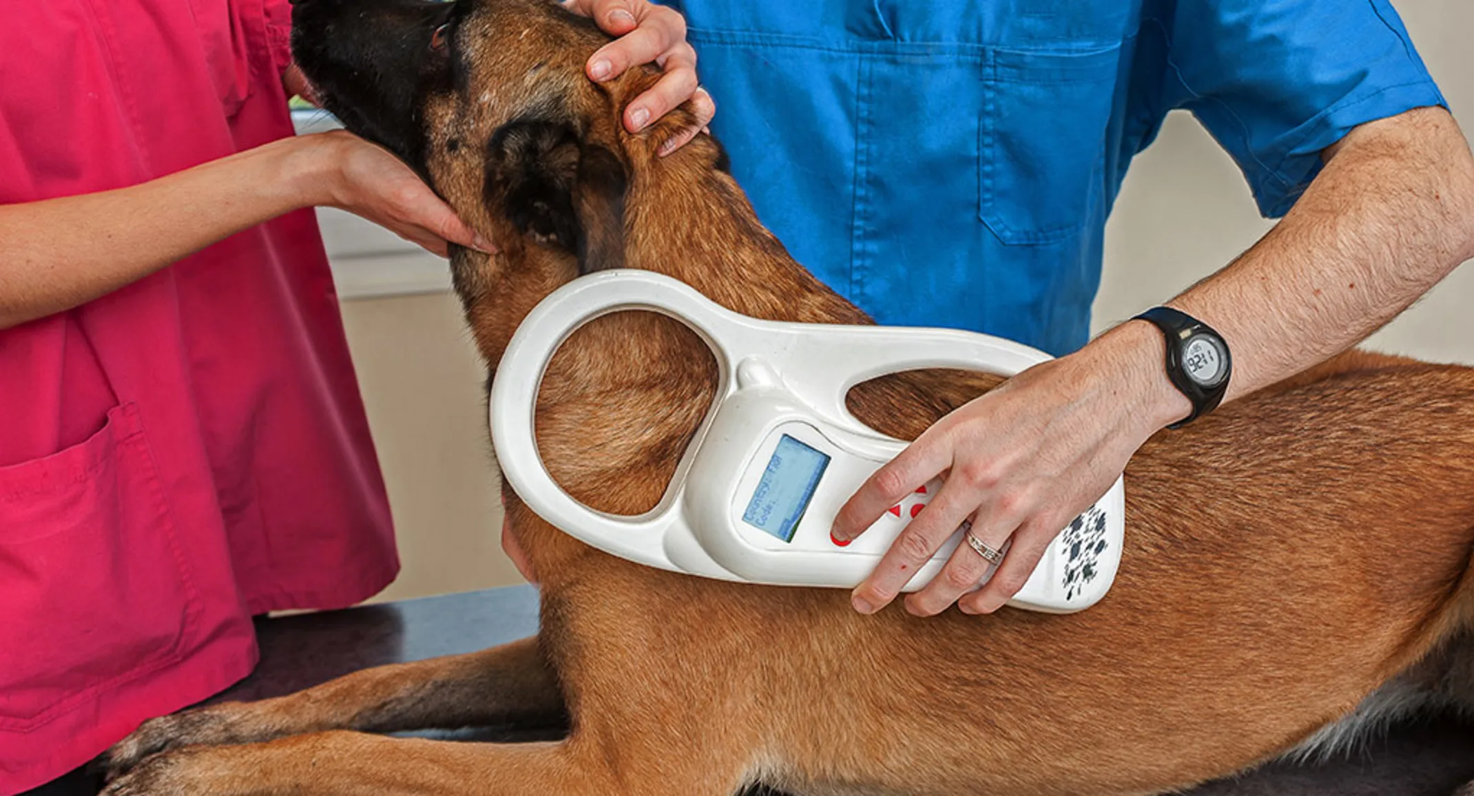 A large brown dog at the vet being microchipped