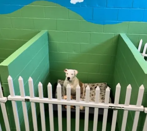 Dog Sitting in Daycare at Central Baldwin Veterinary Hospital Dog Sitting in Daycare at Central Baldwin Veterinary Hospital