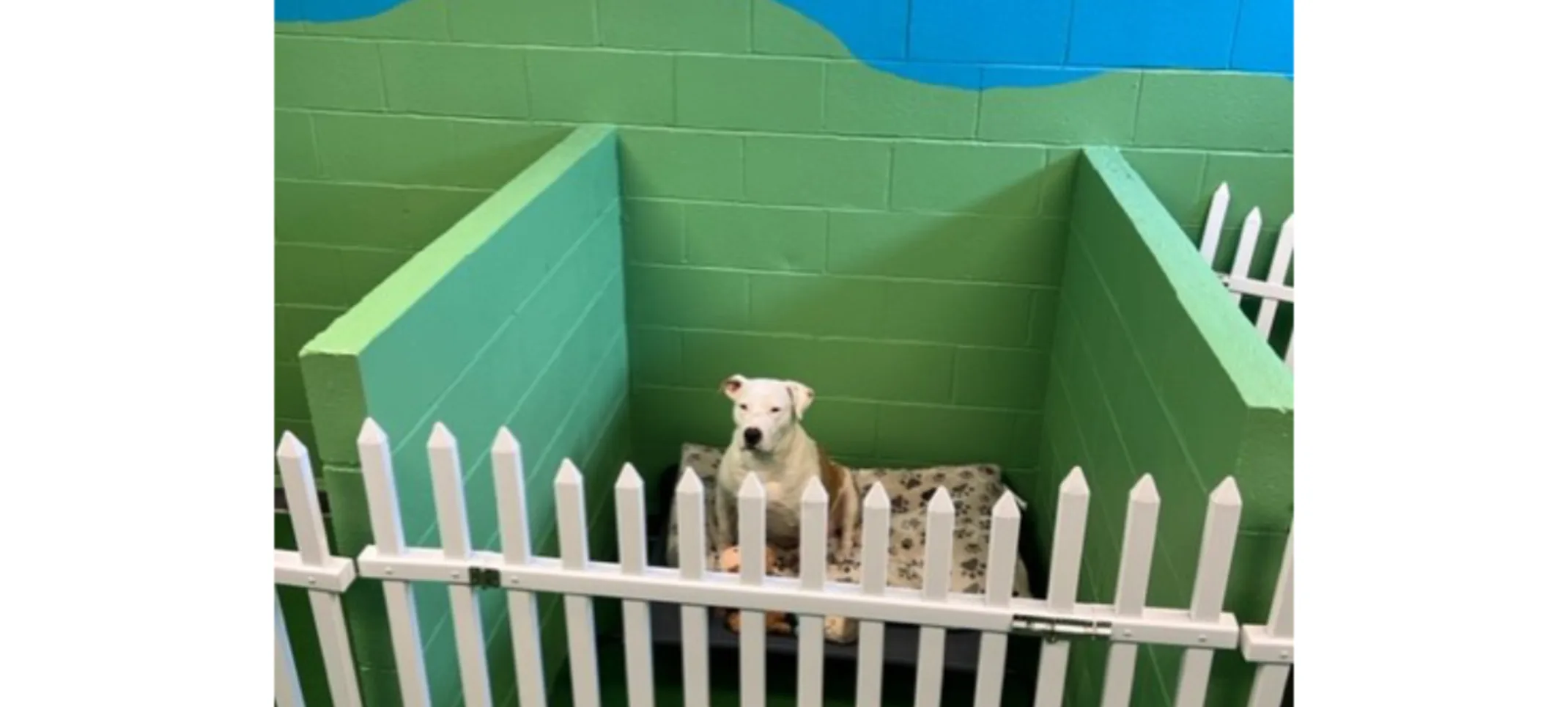 Dog Sitting in Daycare at Central Baldwin Veterinary Hospital Dog Sitting in Daycare at Central Baldwin Veterinary Hospital