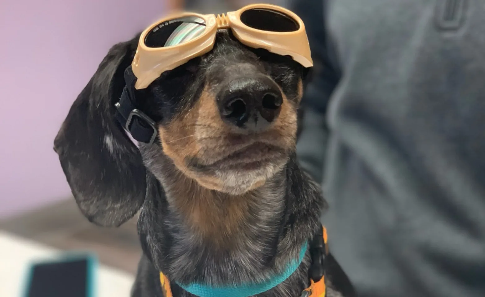 Dachshund with tan goggles