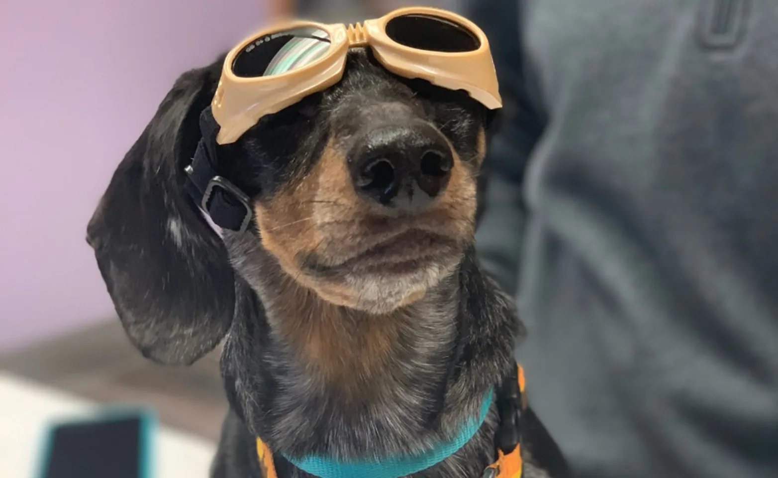 Dachshund with tan goggles Dachshund with tan goggles
