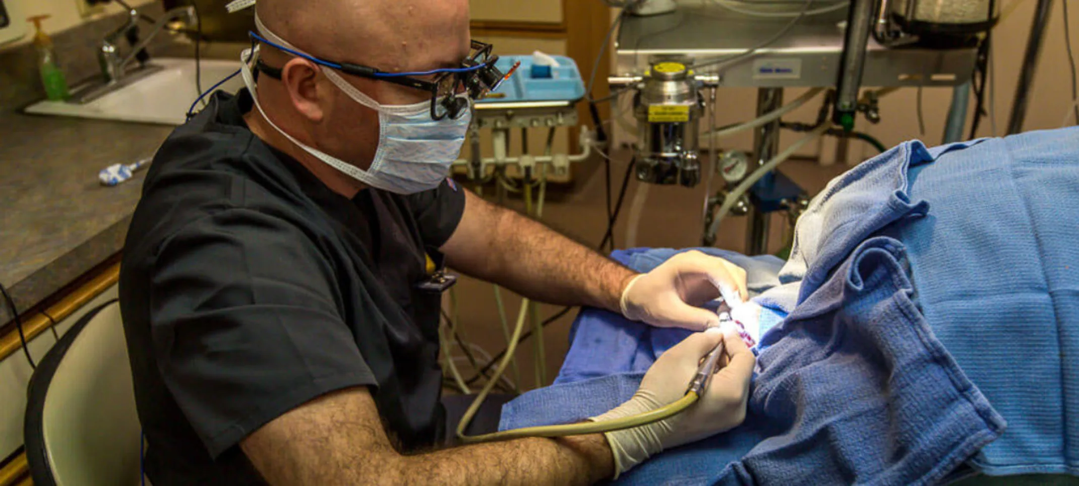 Veterinarian performing surgery on a patient Veterinarian performing surgery on a patient