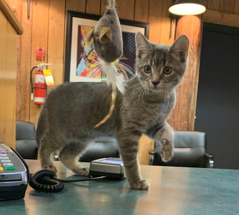 Grey kitten named Georgie 