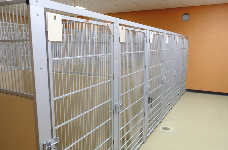 Clean, large dog kennels at Metzler Veterinary Hospital 