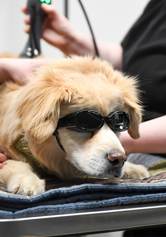 A dog receiving cold laser therapy