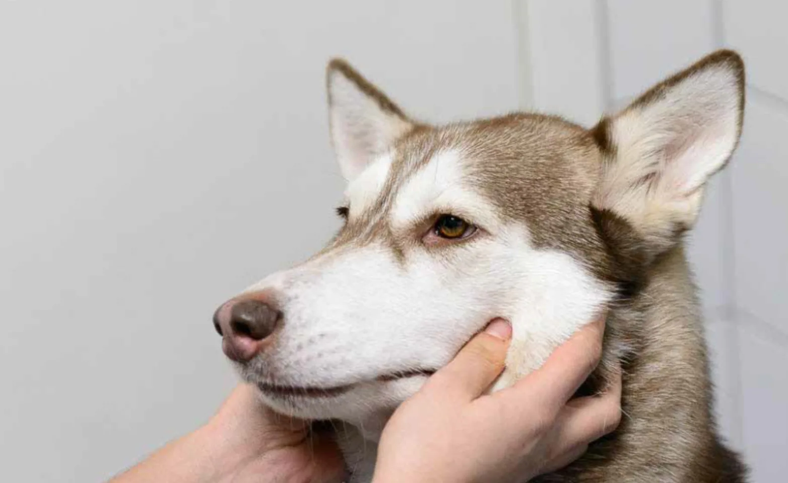 Staff holding the side's of a husky's face Staff holding the side's of a husky's face