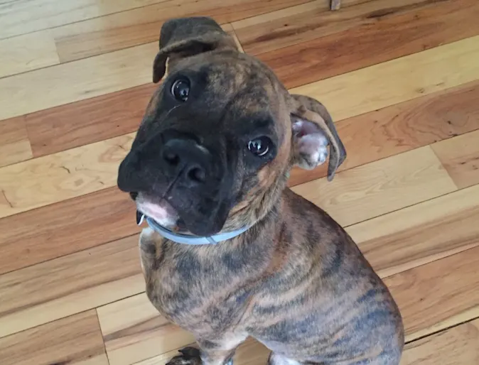 Milo the male Boxer Milo the male Boxer