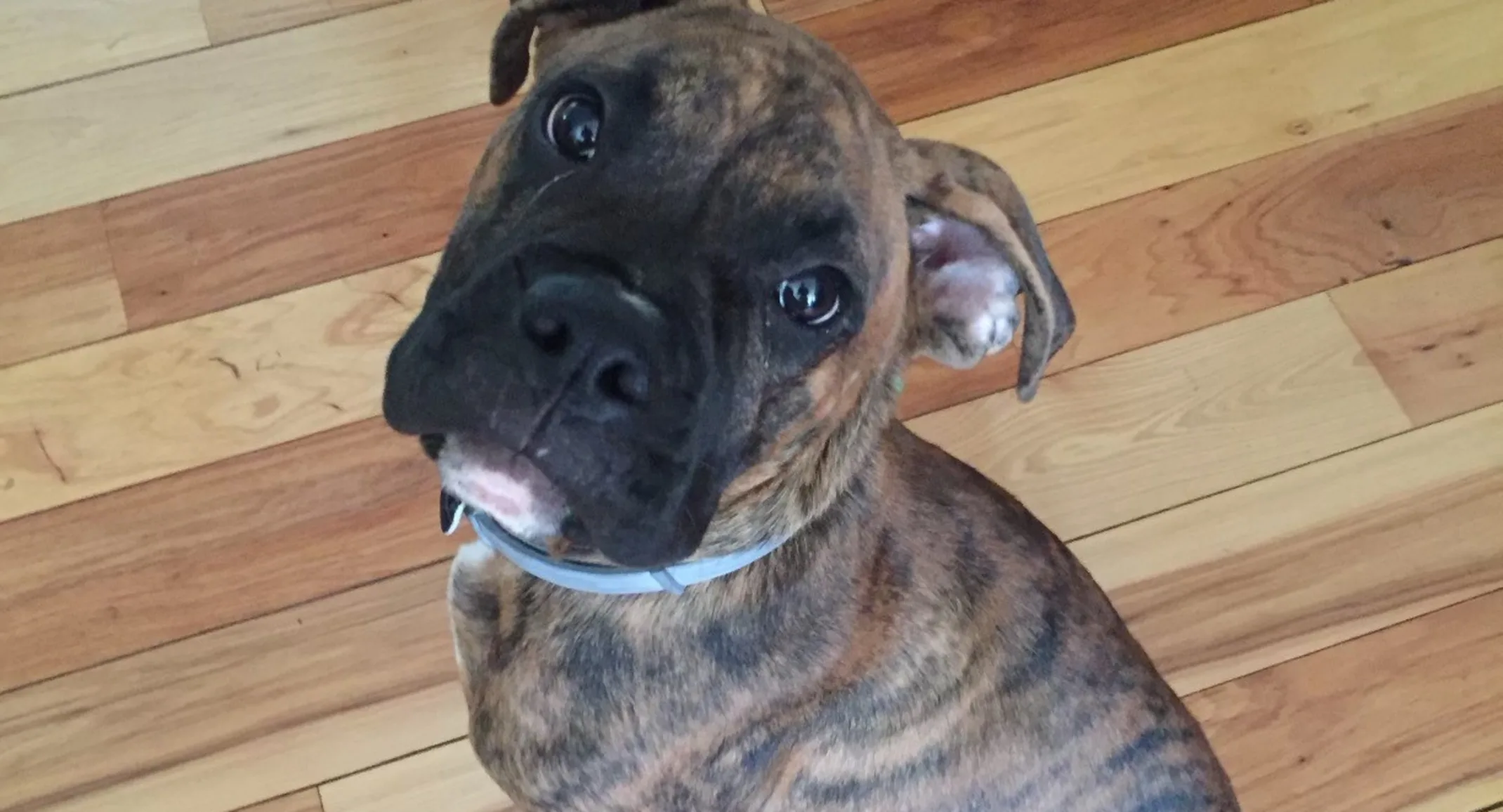 Milo the male Boxer Milo the male Boxer