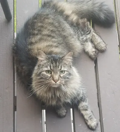 Fluff laying outside on a deck