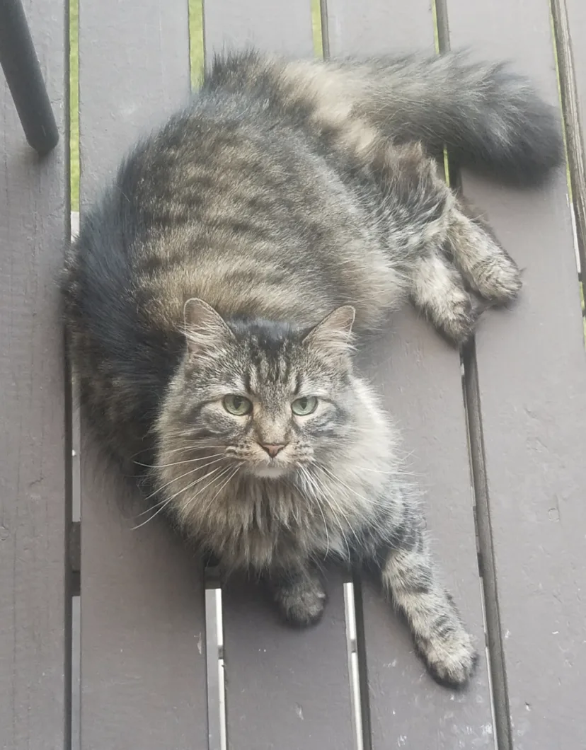 Fluff laying outside on a deck