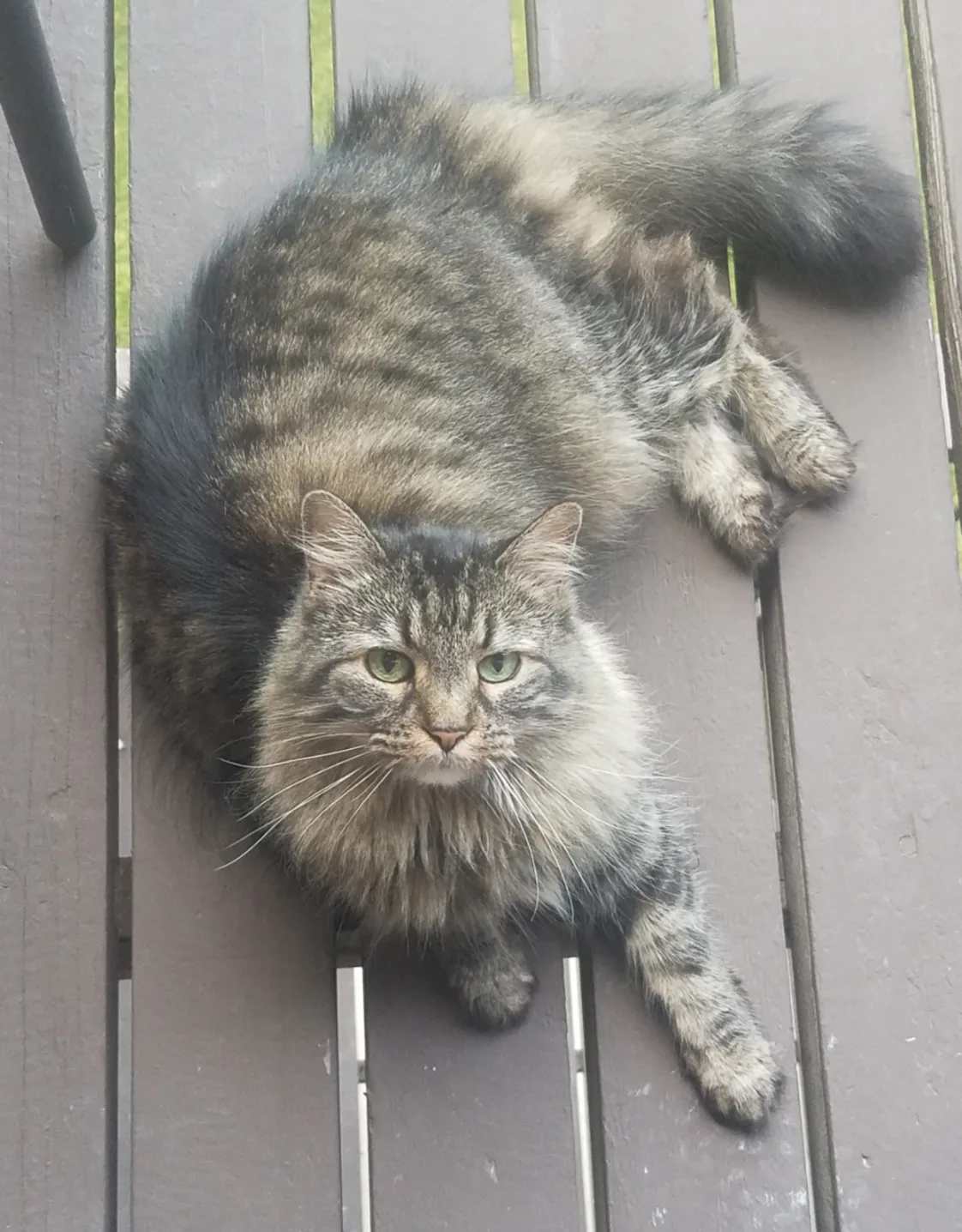 Fluff laying outside on a deck Fluff laying outside on a deck