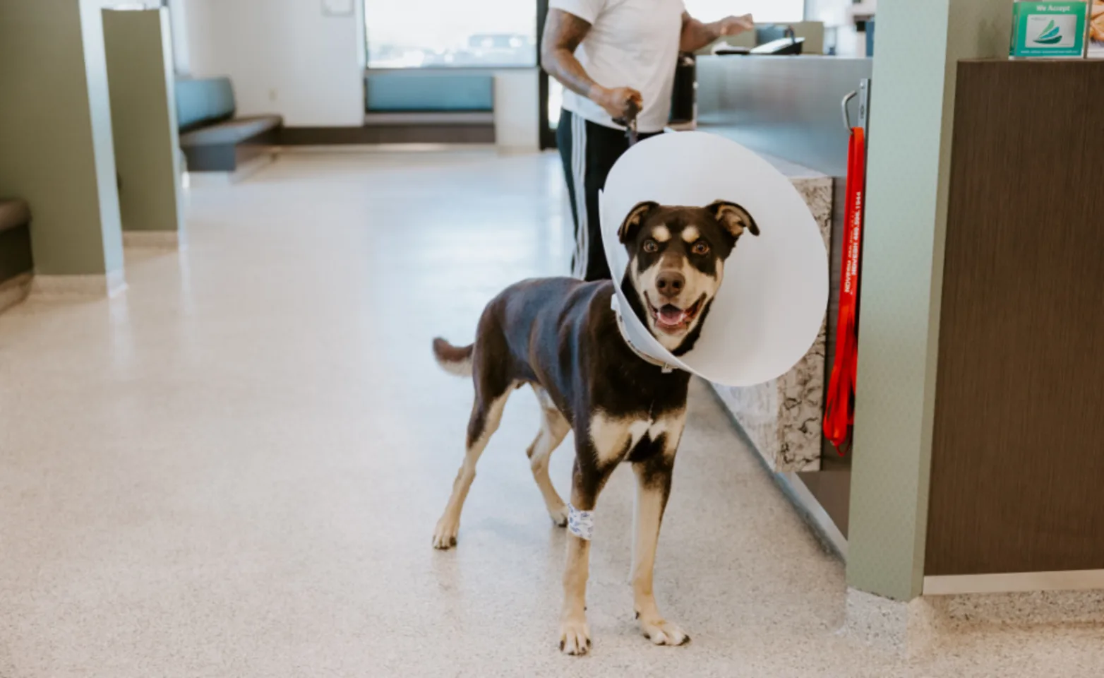 Happy Dog with cone Happy Dog with cone