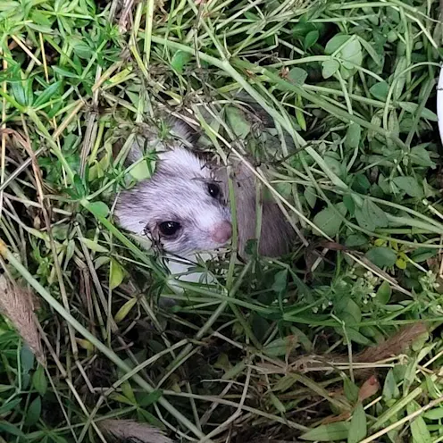 An animal in grass An animal in grass