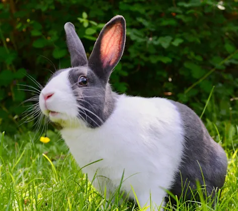 Rabbit laying in grass Rabbit laying in grass