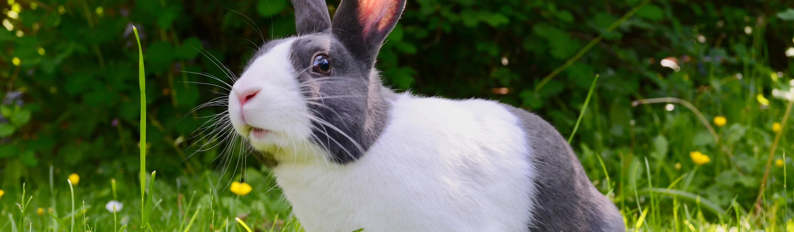 Rabbit laying in grass