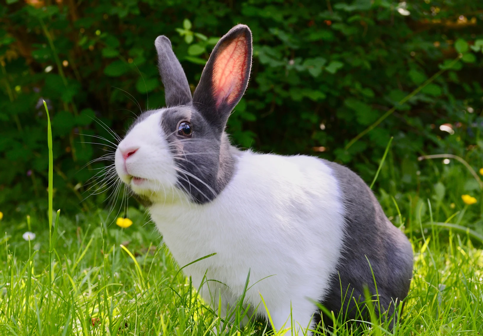 Rabbit laying in grass Rabbit laying in grass