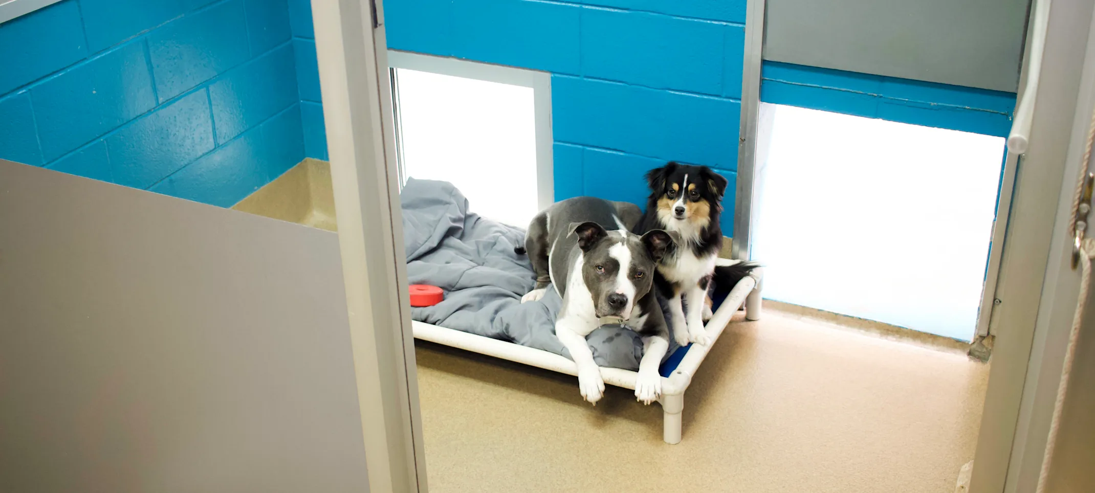 Two Dogs on Bed in Double Resort Two Dogs on Bed in Double Resort