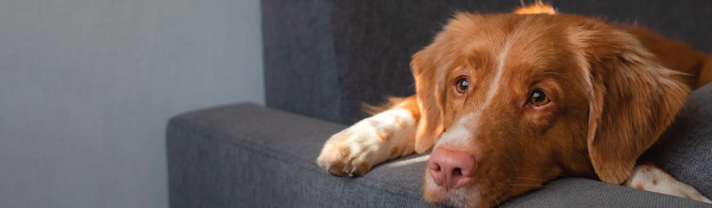  Dog on Grey Couch