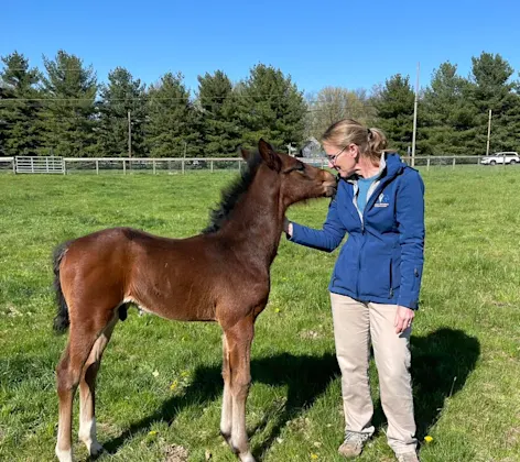 Woman and brown horse Woman and brown horse