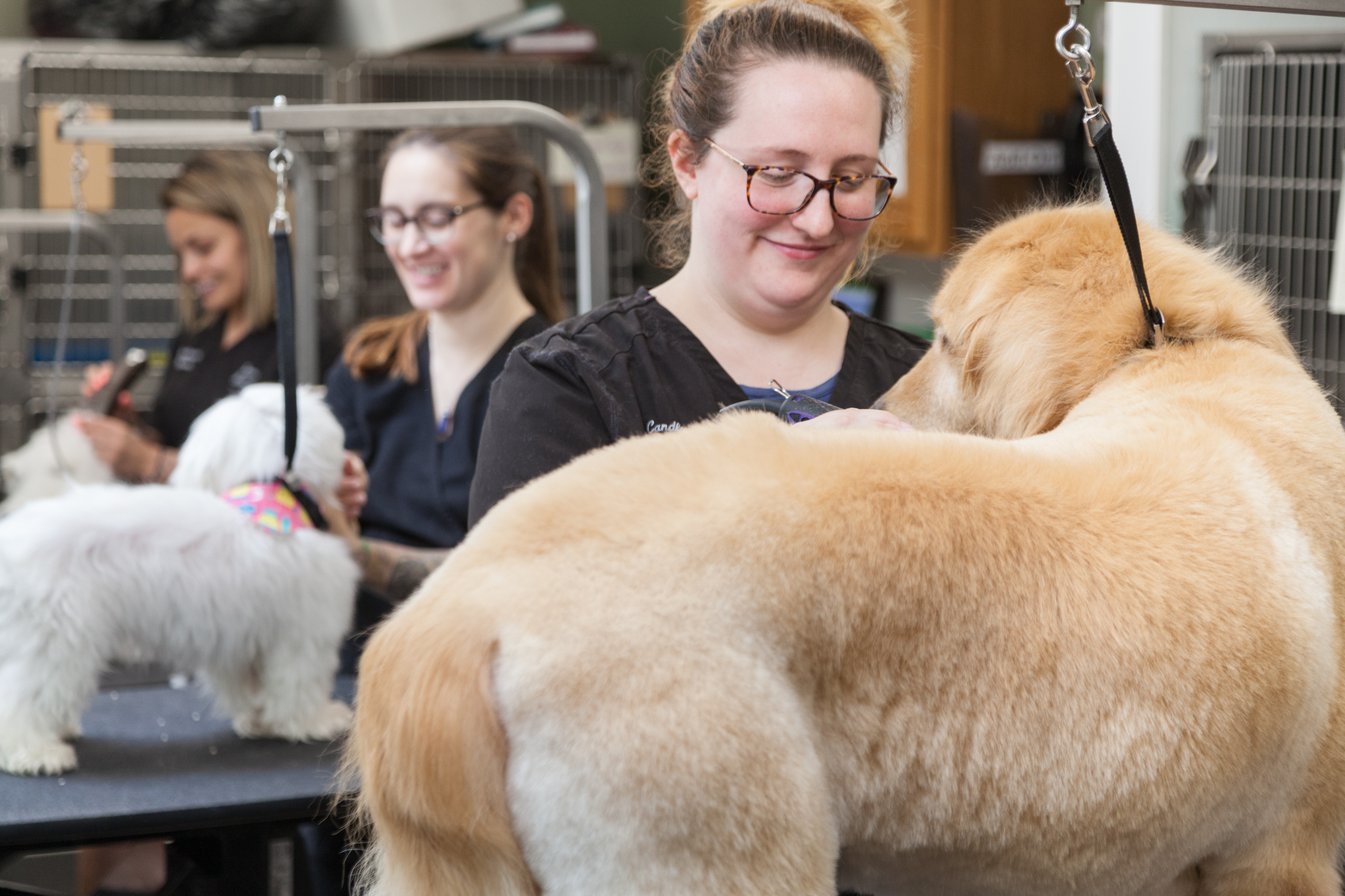 Candlewick Kennels Haircut
