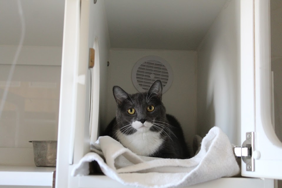 Gray & White Cat Lying Down on Towels at Sunrise Pet Lodge