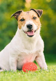 Jack Russell Terrier sitting on grass lawn with orange ball