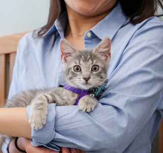 Tabby kitten being held.