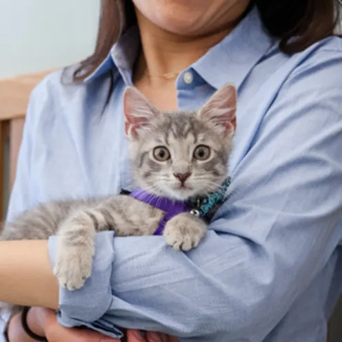 Tabby kitten being held. Tabby kitten being held.