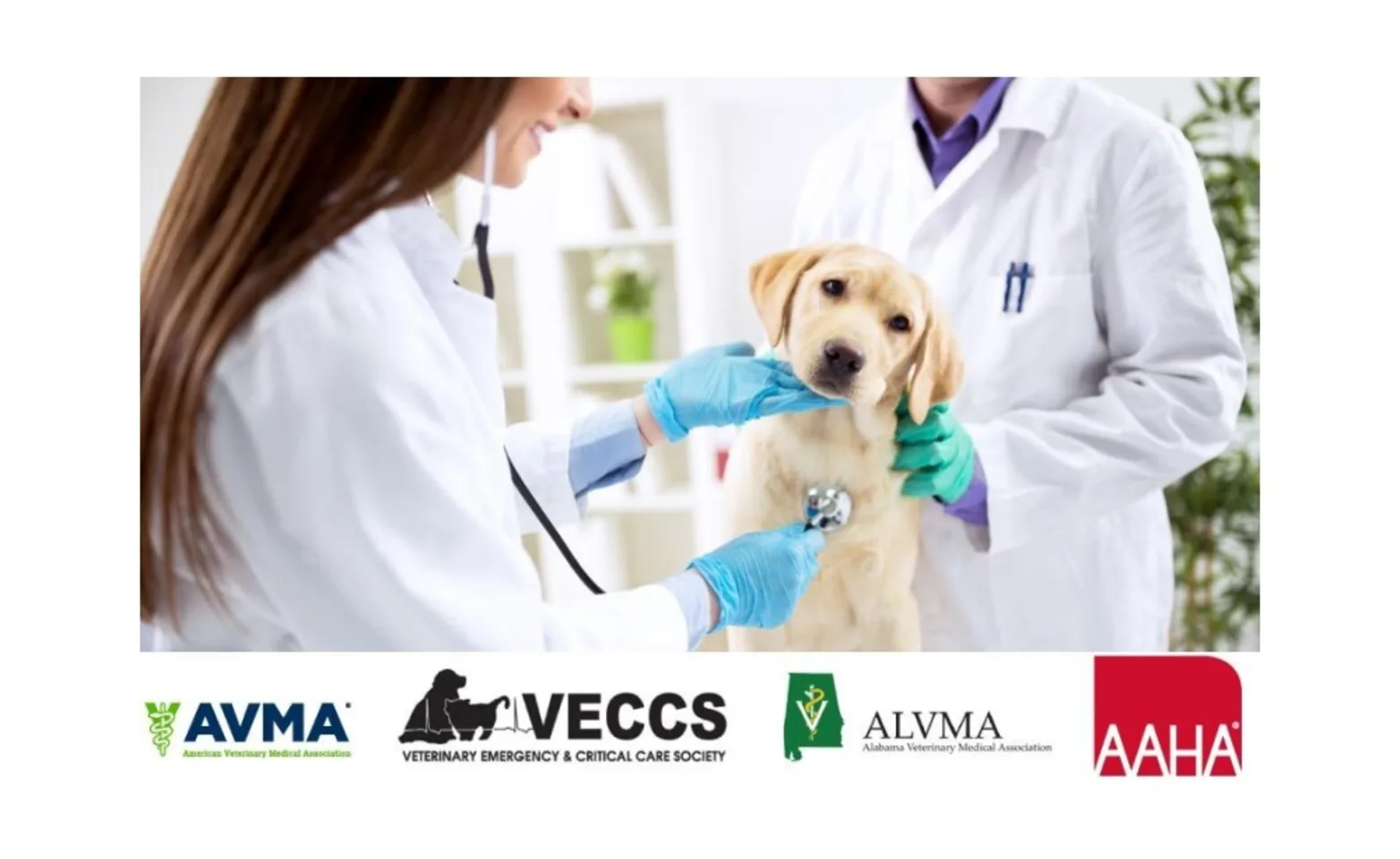 Young dog (puppy) being looked at by veterinary staff with logos for AAHA, AVMA, ALVMA, and VECCS along the bottom Young dog (puppy) being looked at by veterinary staff with logos for AAHA, AVMA, ALVMA, and VECCS along the bottom