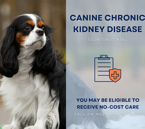 Canine Chronic Kidney Disease Canine Chronic Kidney Disease