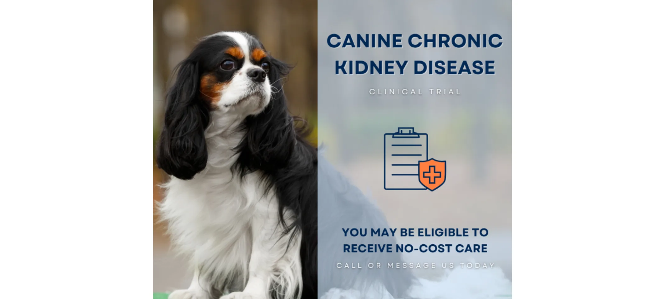Canine Chronic Kidney Disease Canine Chronic Kidney Disease