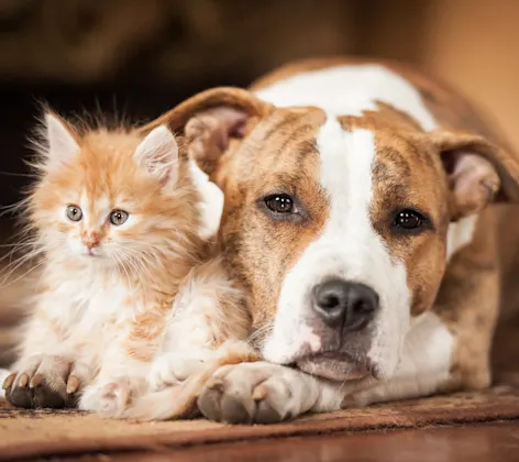 Puppy and kitten curled up in a blanket Puppy and kitten curled up in a blanket