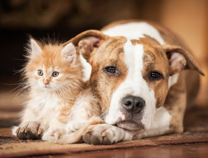 Puppy and kitten curled up in a blanket