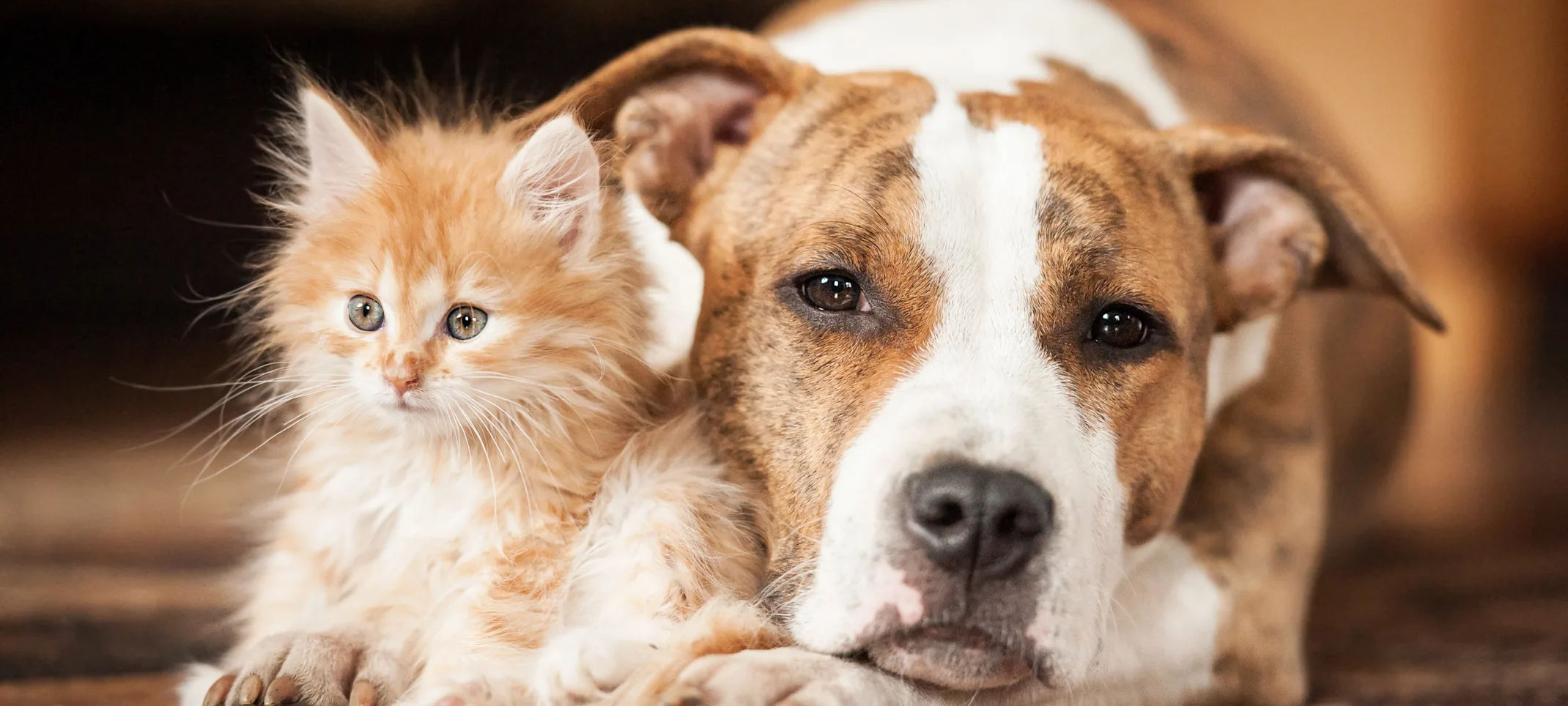 Puppy and kitten curled up in a blanket