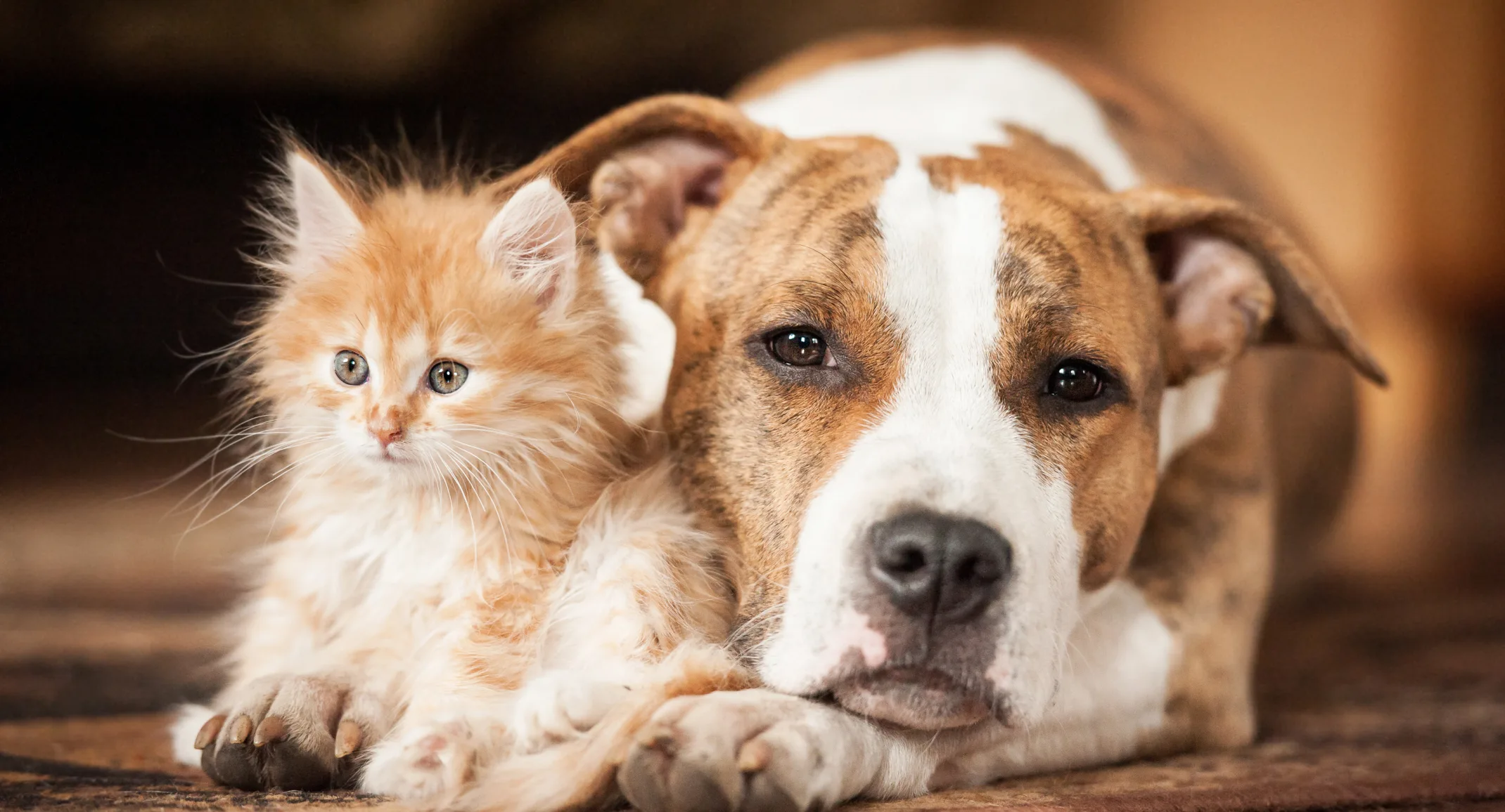 Puppy and kitten curled up in a blanket