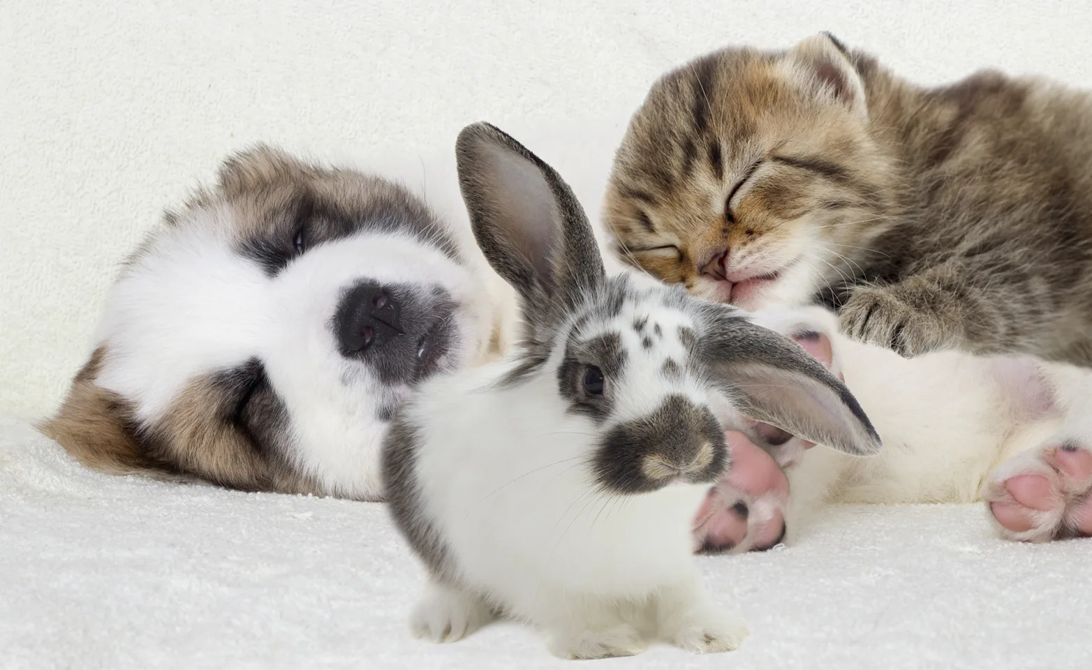 Rabbit, Dog, Cat Rabbit, Dog, Cat