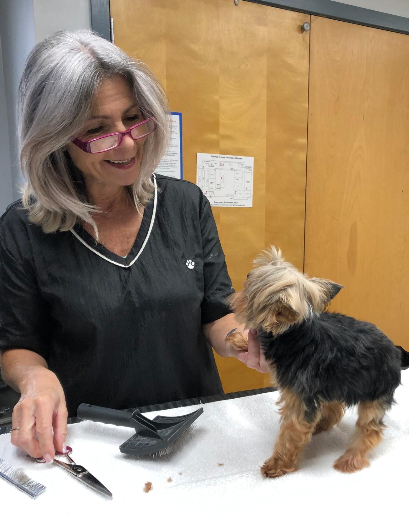 Veronique grooming small dog