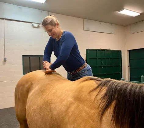 Staff member performing chiropractic services on a horse Staff member performing chiropractic services on a horse